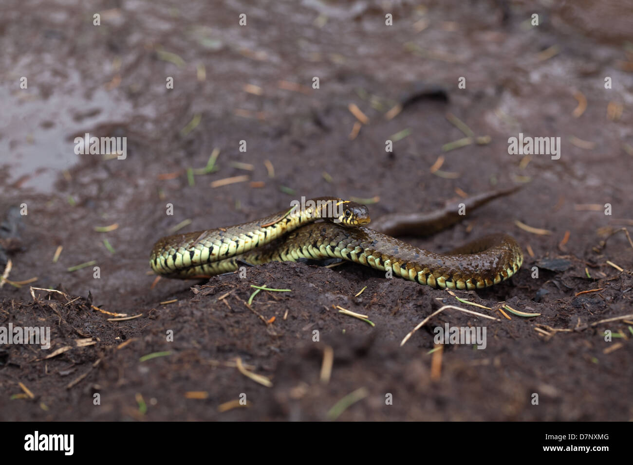 Grass Snake (Natrix natrix). Emerging from a Red Deer (Cervus elaphus) wallow. Ingham. Norfolk. April. Stock Photo
