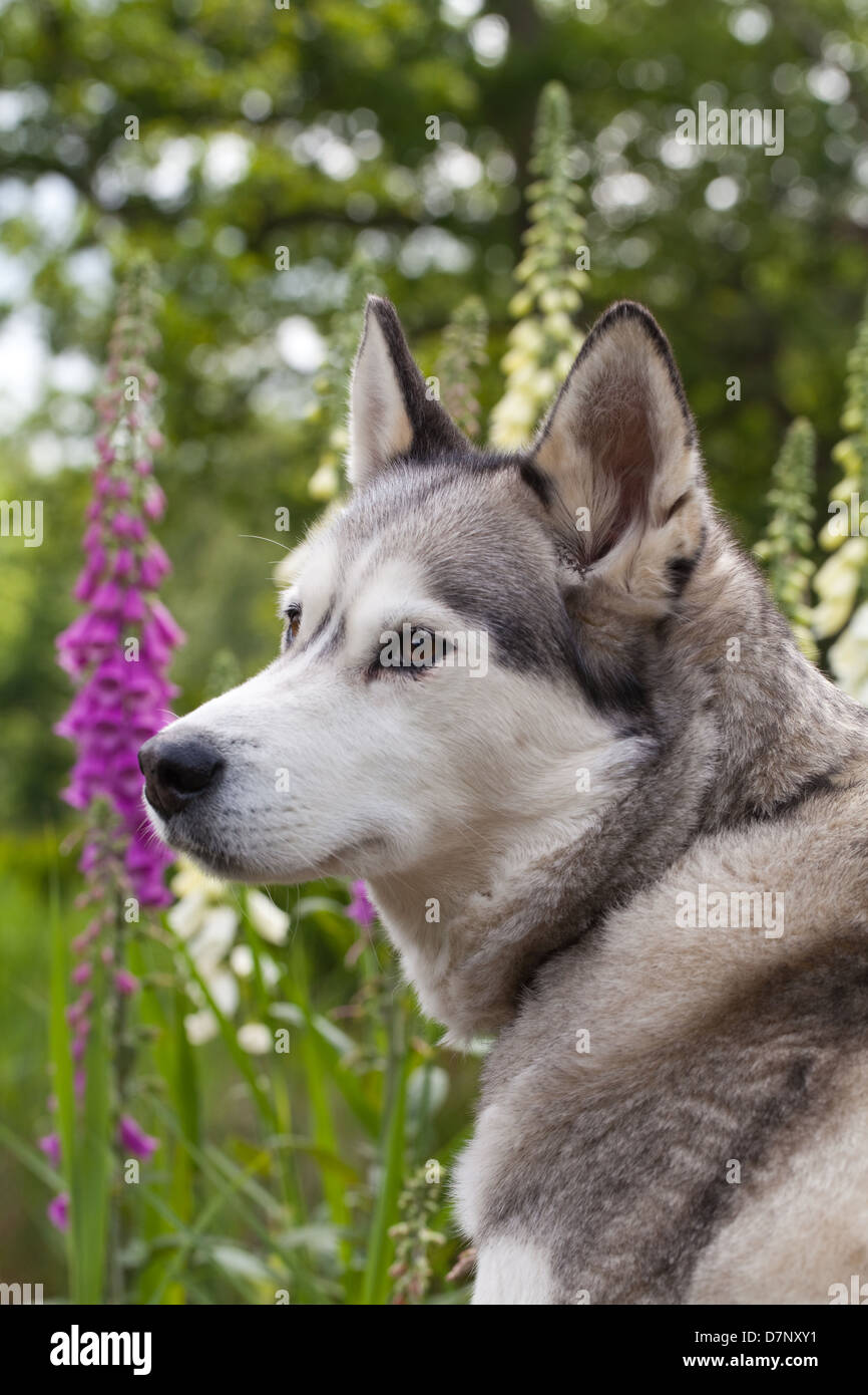Siberian Husky (Canis lupus familiaris), with Foxgloves in flower. Stock Photo