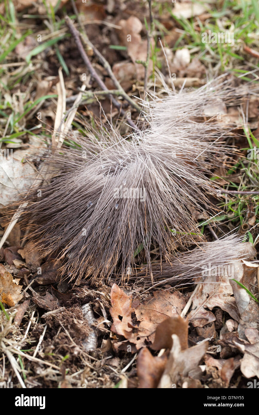 Red Deer (Cervus elaphus). Shed or moulted tuft of body hair. Found alongside a wallow. Ingham, Norfolk. Stock Photo
