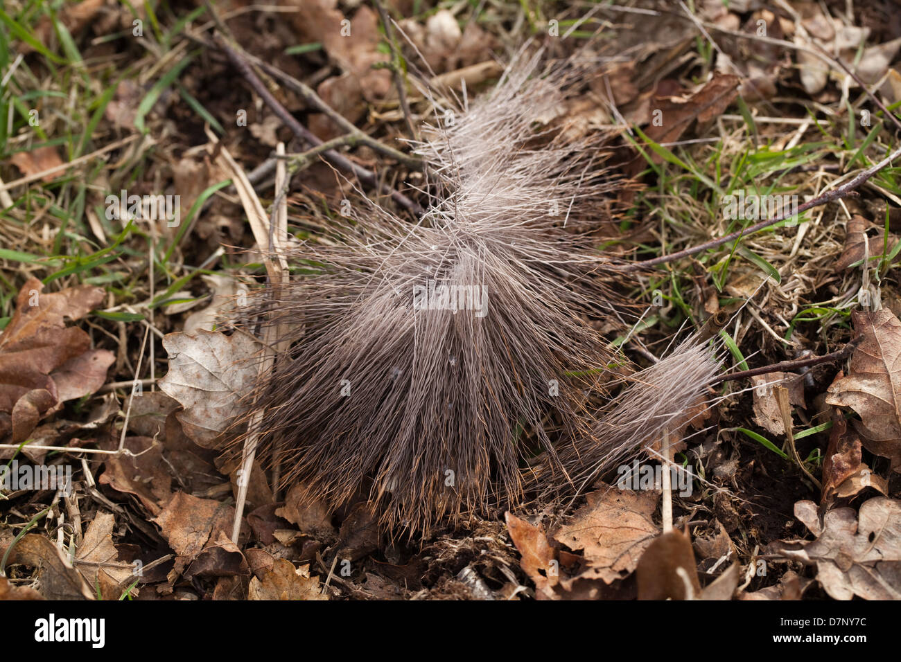 Red Deer (Cervus elaphus). Shed or moulted tuft of body hair. Found alongside a wallow. Ingham, Norfolk. Stock Photo