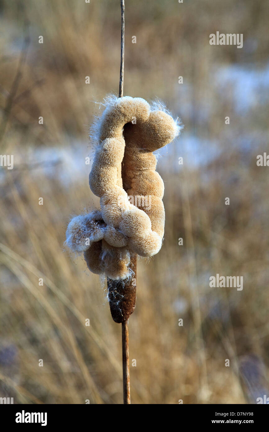 A bullrush sheds its spore Stock Photo