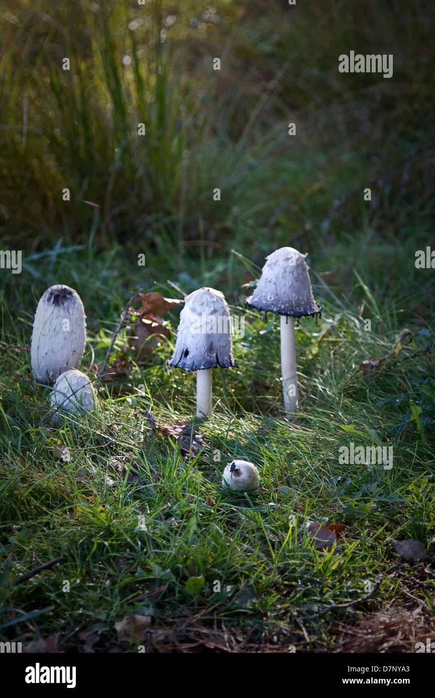 White toadstools spotlighted by a beam of sunshine in a glade in the woods Stock Photo