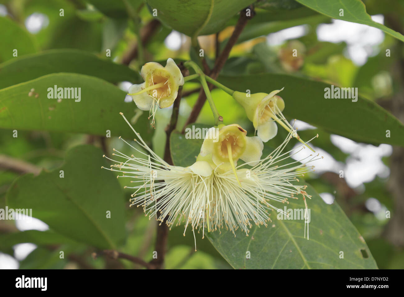 Rose apple flower, pink watery type (watery rose apple Stock Photo Alamy