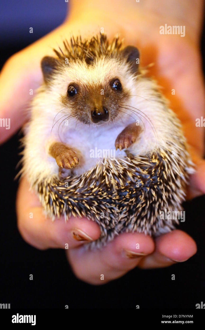 London, UK. 11th May 2013. Splinter the 8 week old hand-reared Hedgehog from Hazel's Hedgehogs at the London Pet Show 2013, Earls Court, London, England. Credit: Paul Brown/Alamy Live News Stock Photo