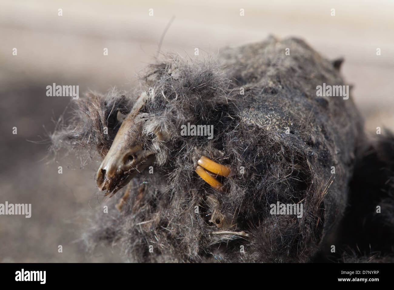 Pellet regurgitated by a Barn Owl (Tyto alba). Pellet broken in half to reveal skull of a shrew Sorex sp.  and Rodent incisors. Stock Photo