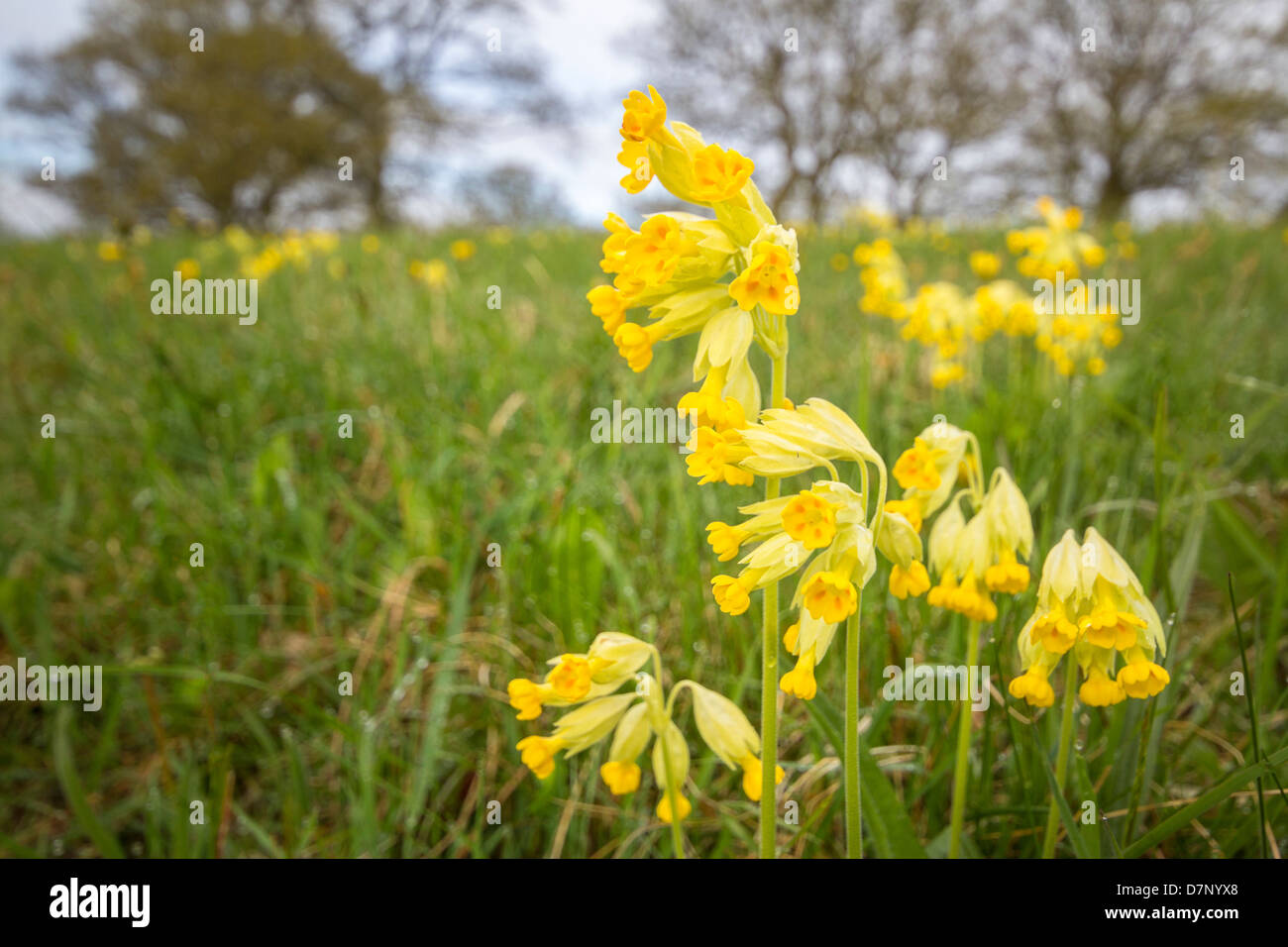 cowslips growing in wild pasture land Stock Photo