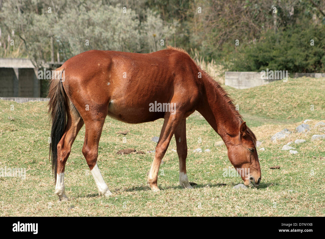 A brown horse grazing in a farmers field in Cotacachi, Ecuador Stock Photo