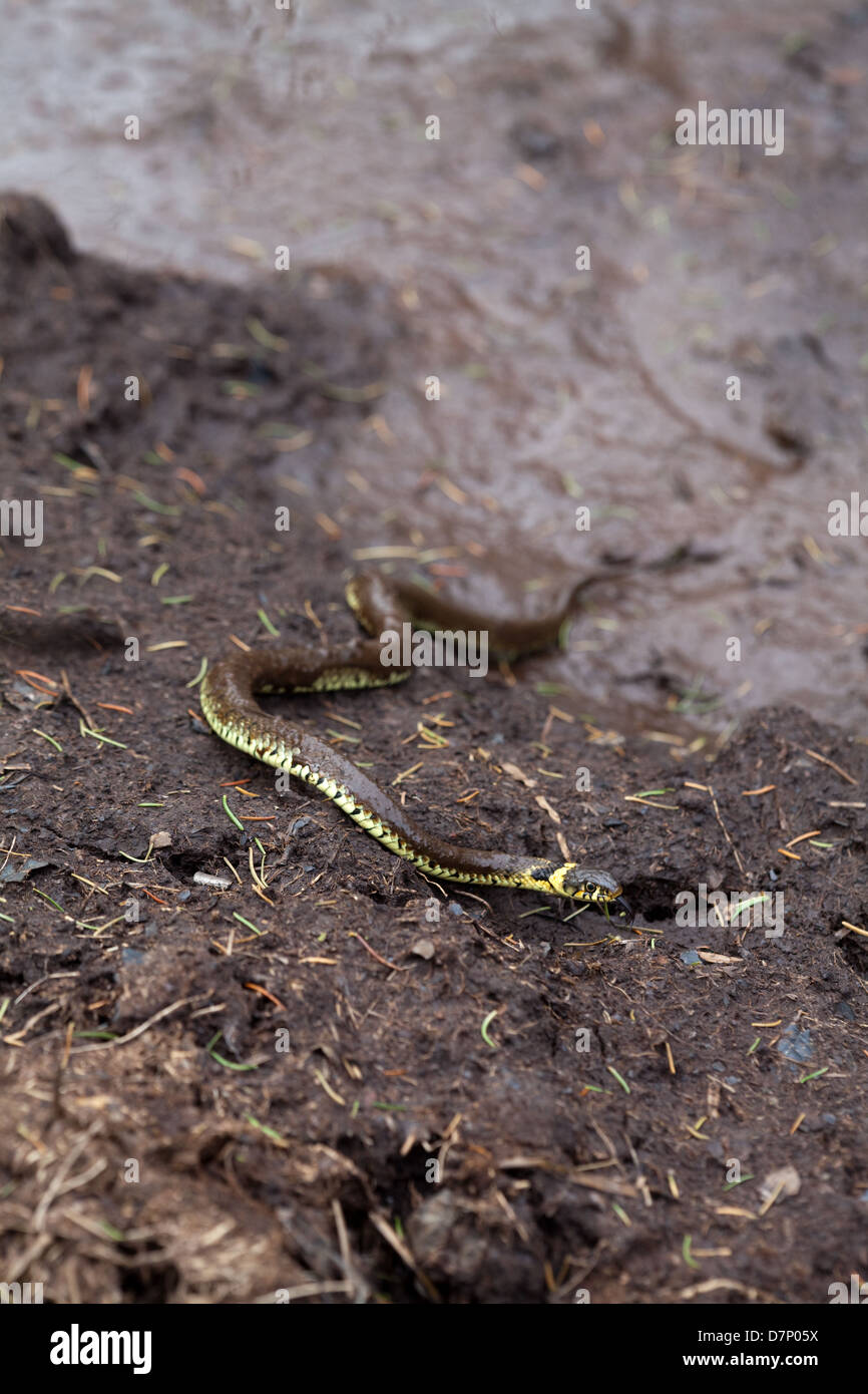 Grass Snake (Natrix natrix). Emerging from a Red Deer (Cervus elaphus) wallow. Ingham. Norfolk. April. Stock Photo