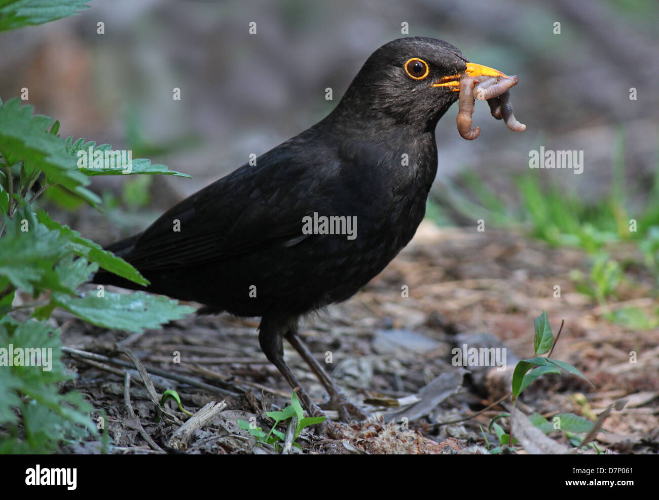 Worm eating bird hi-res stock photography and images - Alamy