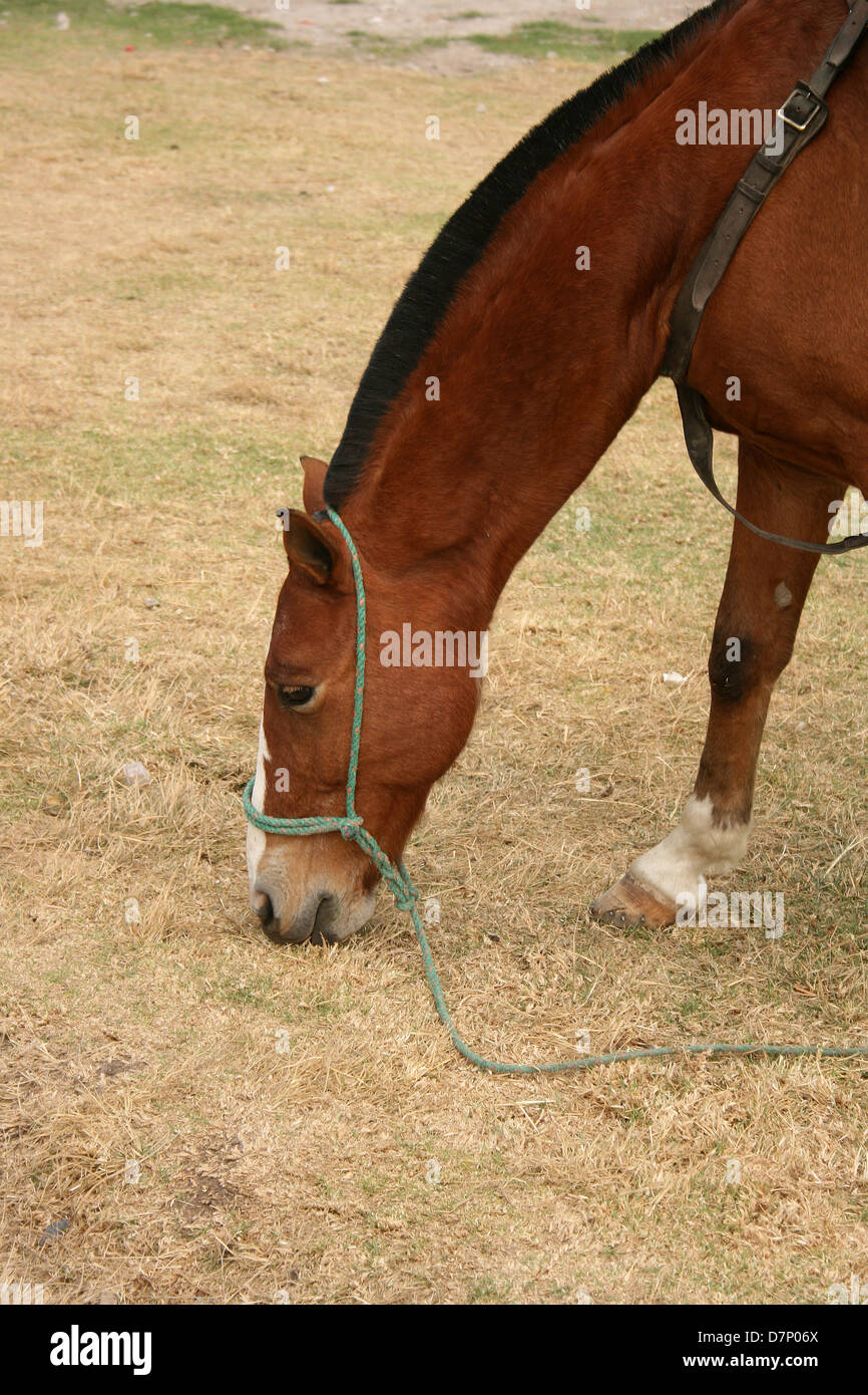 A brown horse grazing in a farmers field in Cotacachi, Ecuador Stock Photo