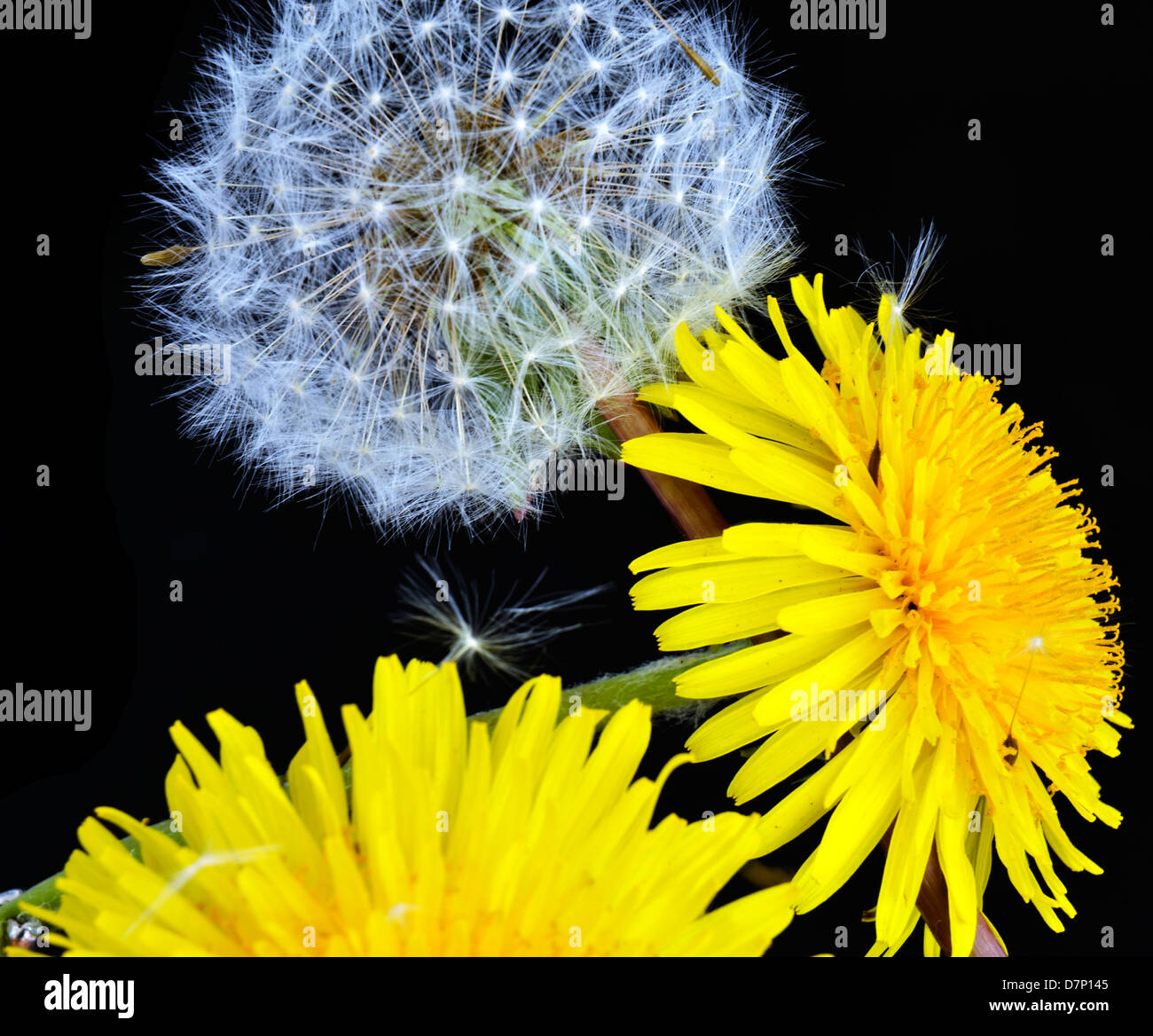 Dandelion seeds hi-res stock photography and images - Alamy
