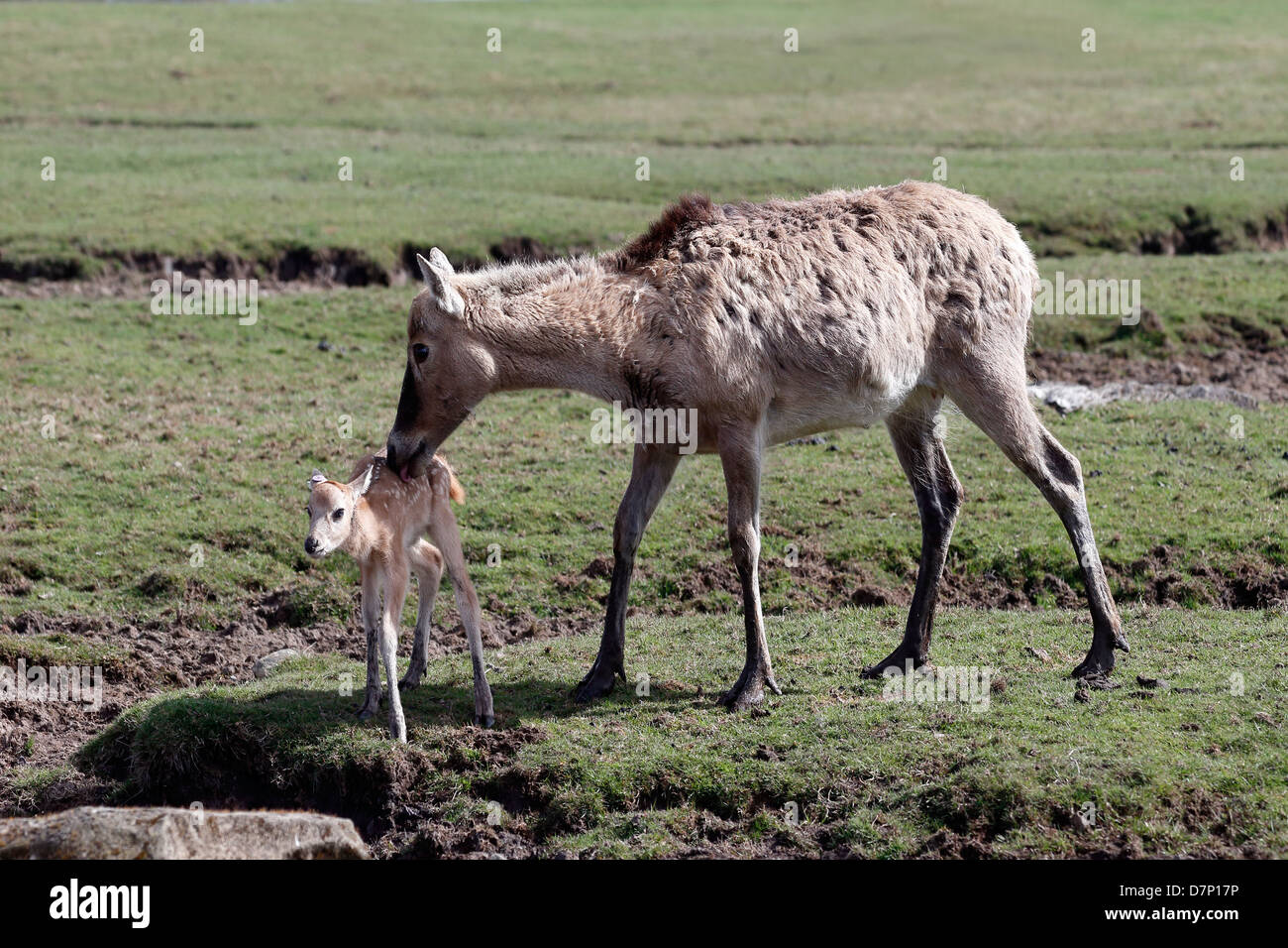Pere David's deer, Elaphurus davidianus, single female with young, captive, April 2103 Stock Photo