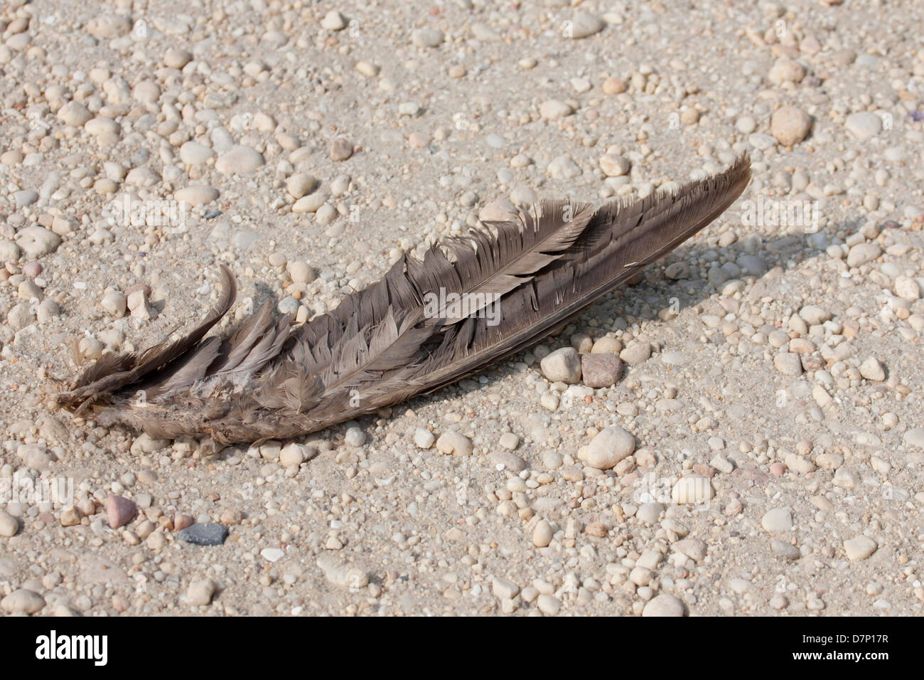 Gull wing Stock Photo