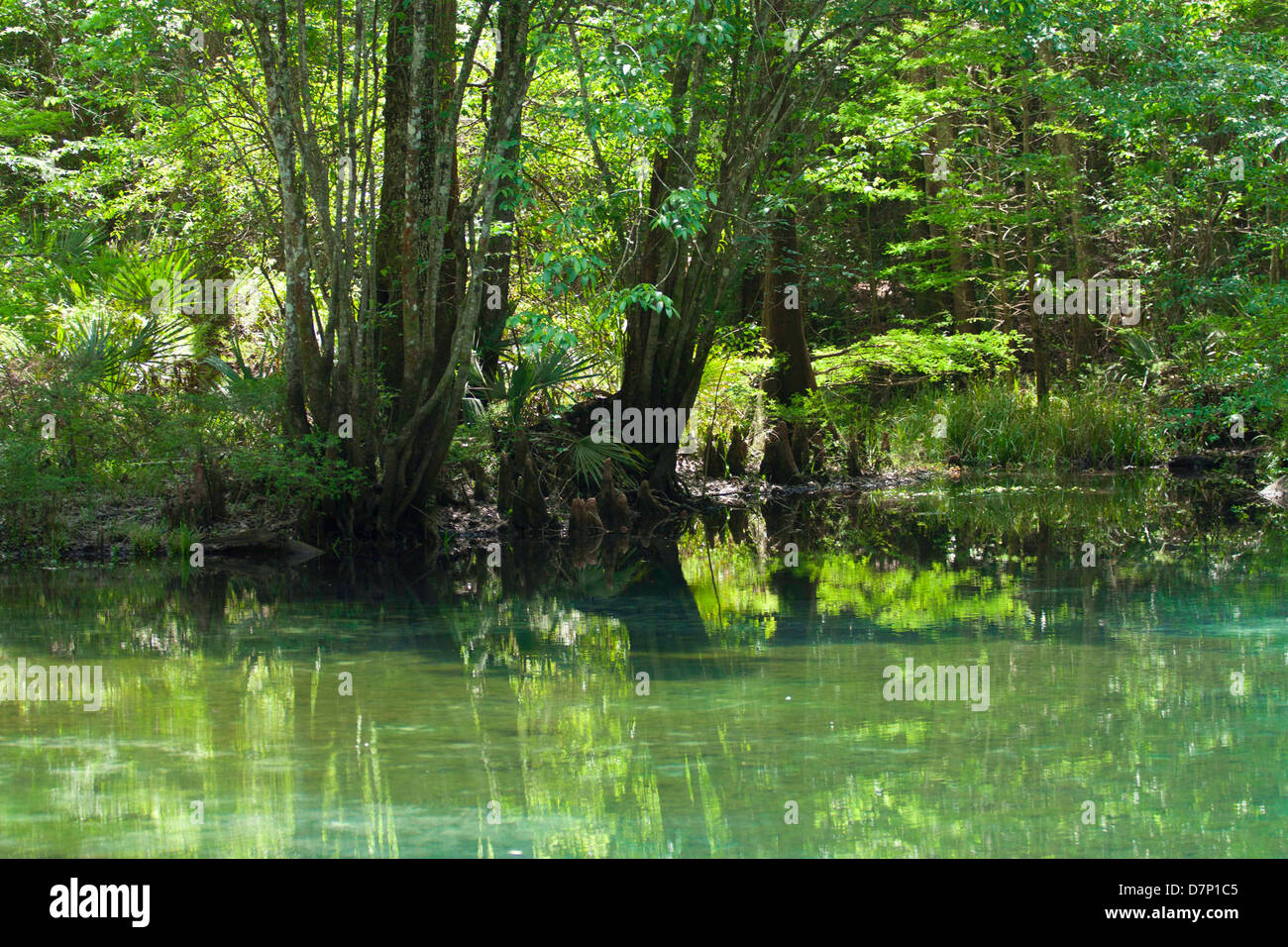 Freshwater spring in Northern Florida Stock Photo Alamy