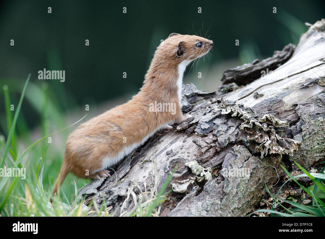 Weasel, Mustela nivalis, single mammal in grass, captive, May 2013 Stock Photo