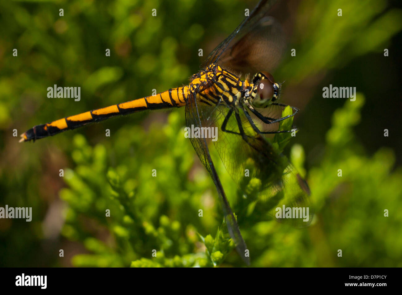 Orange and black seaside dragonlet Stock Photo