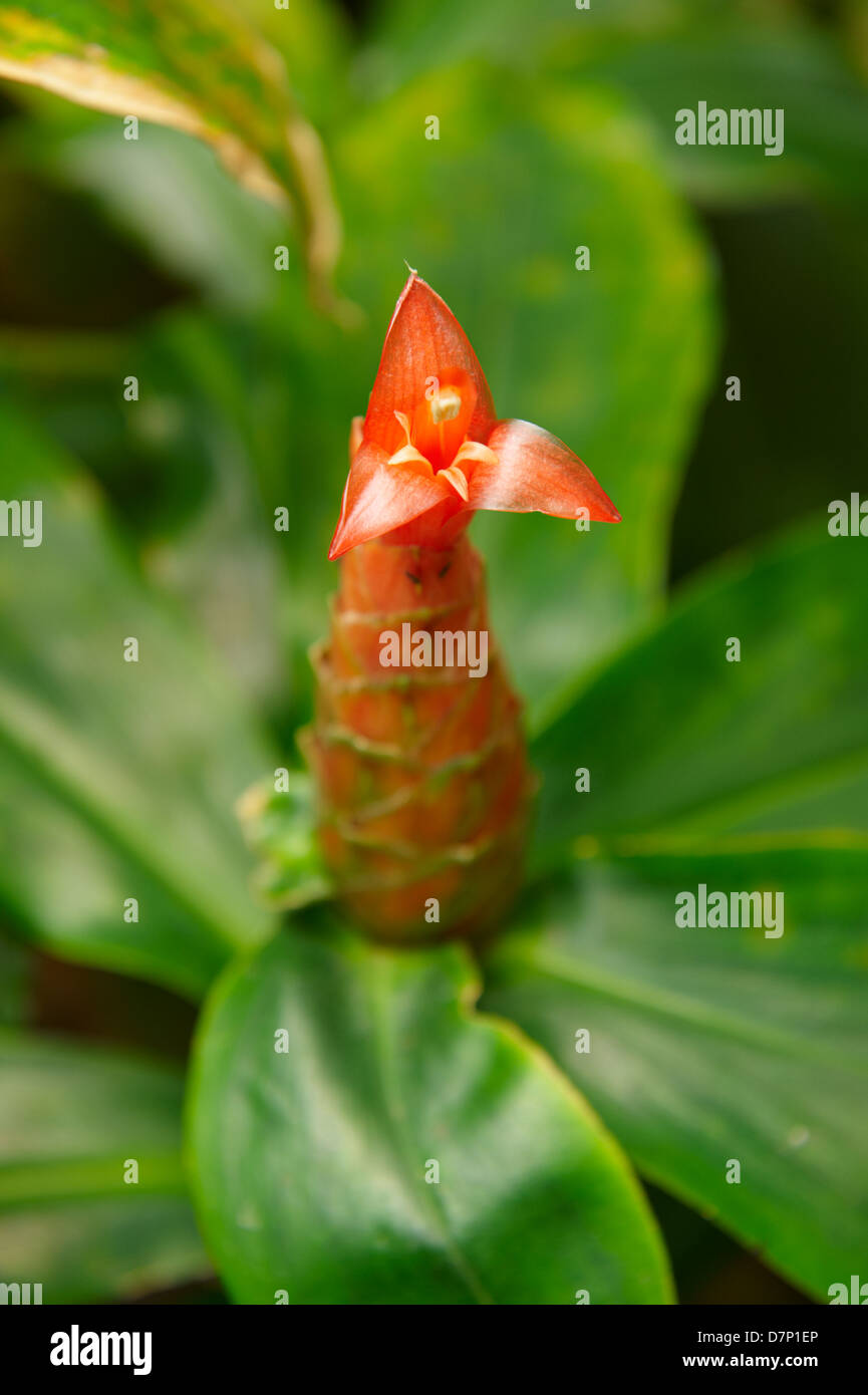COSTUS SPECIES; RED SPIRAL GINGER FLOWER; CLOSE-UP. Stock Photo