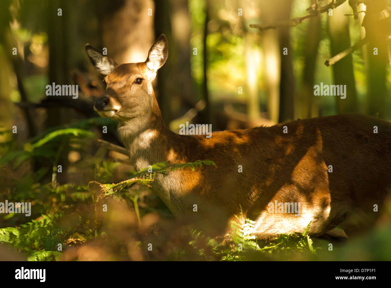 Red Deer, Cervus Elaphus, taken at Minsmere on a sunny October afternoon Stock Photo