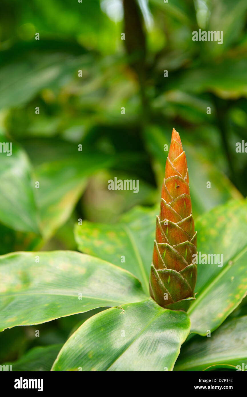 COSTUS SPECIES; RED SPIRAL GINGER FLOWER; CLOSE-UP. Stock Photo