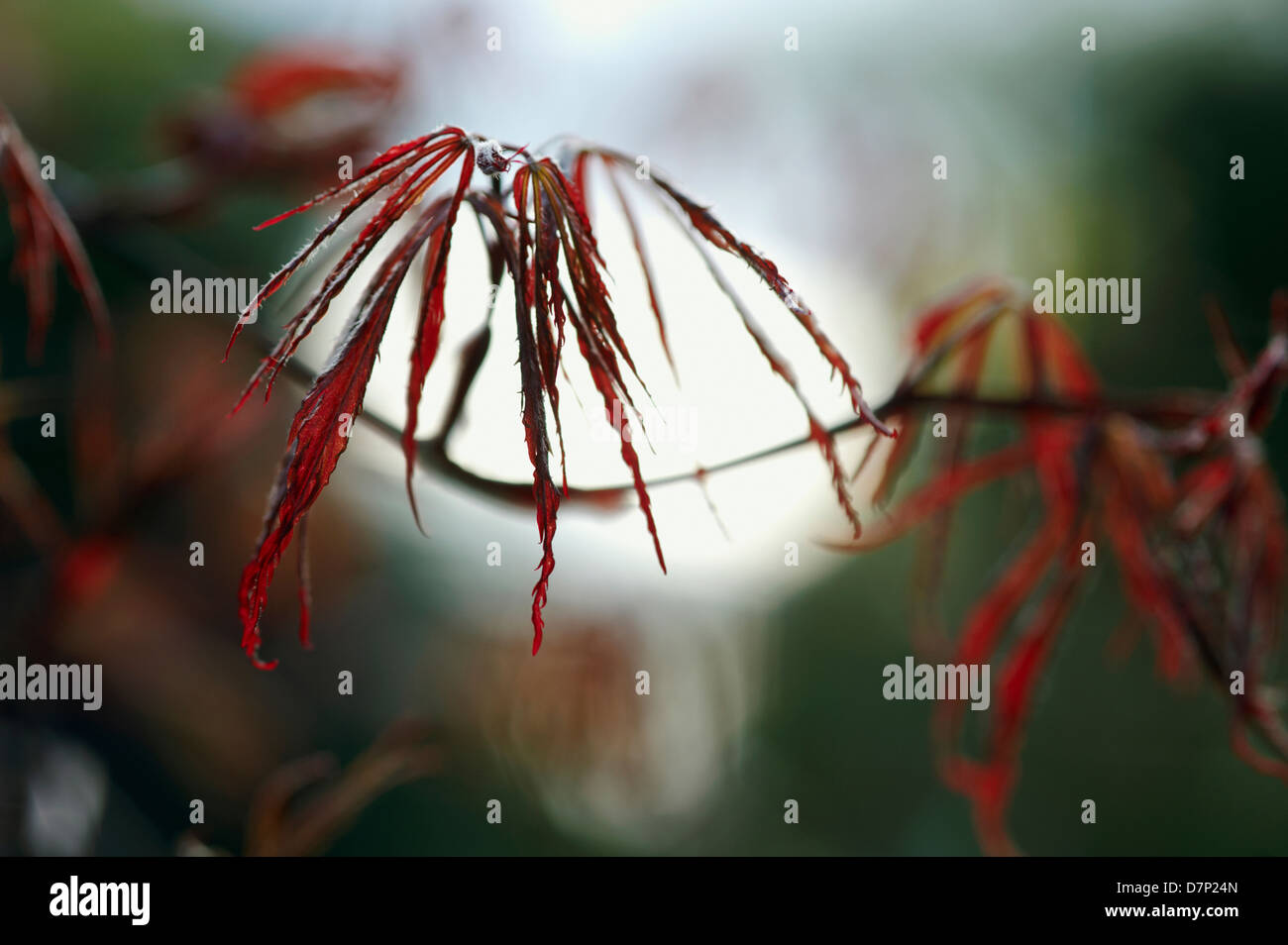 Maples leaf hi-res stock photography and images - Alamy