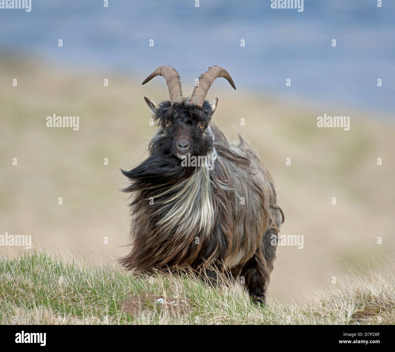 Feral goat living wild on an Inverness-shire mountain estate.   SCO 9077 Stock Photo