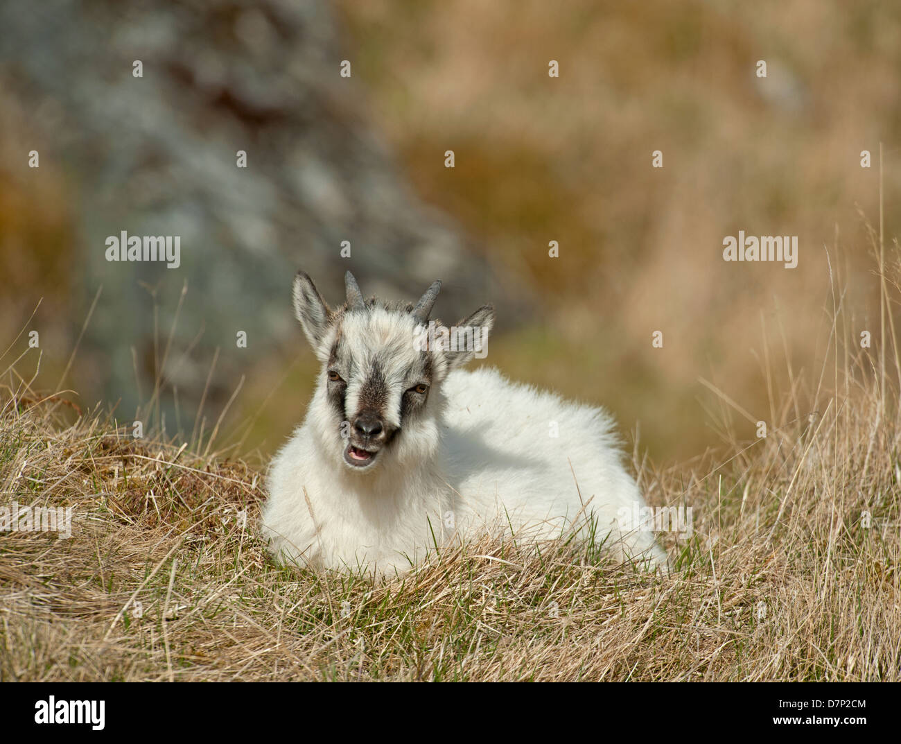 Feral goat kid on an Inverness-shire mountain estate.   SCO 9079 Stock Photo