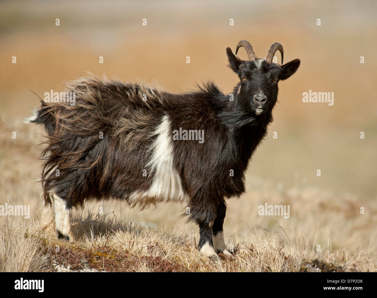 Wild feral goat hawaii hires stock photography and images Alamy