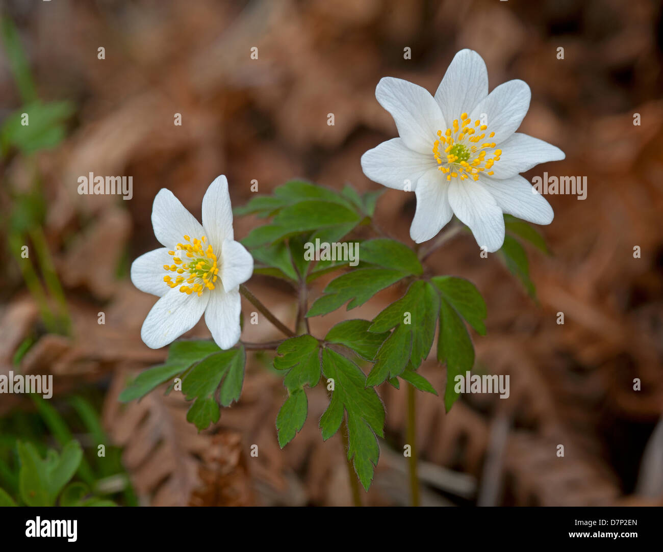 Ancient woodland indicator species hires stock photography and images