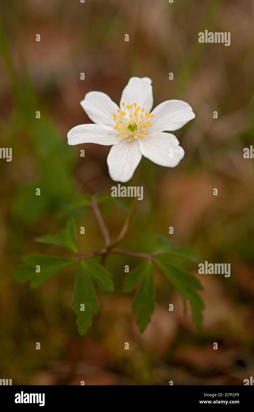 Ancient woodland indicator species hires stock photography and images