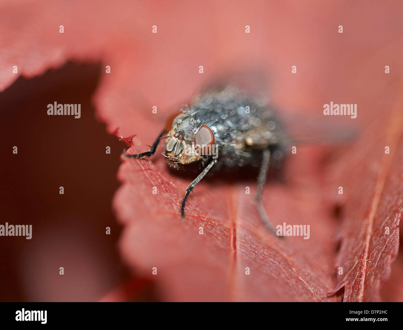 Close up of Common House Fly Stock Photo Alamy