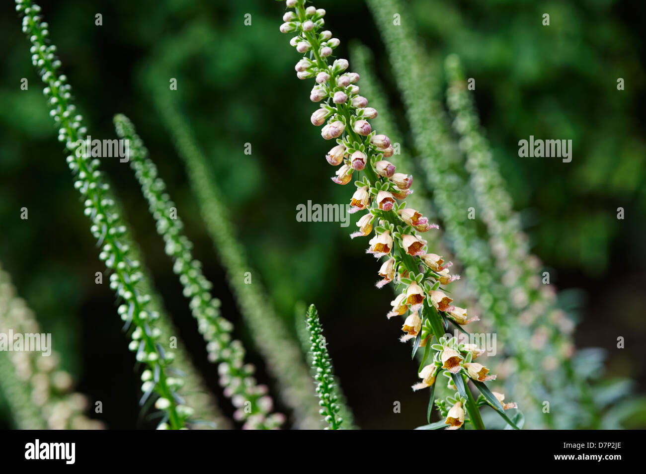 DIGITALIS FERRUGINEA 'GIGANTEA' (RUSTY FOXGLOVE); CLOSE UP Stock Photo