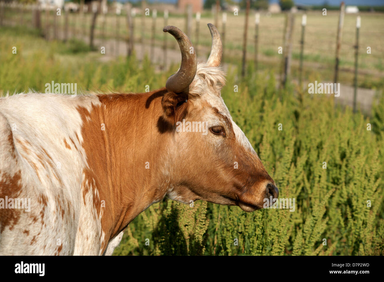 Head shot of Texas longhorn cow. Brown and white coat. Stock Photo