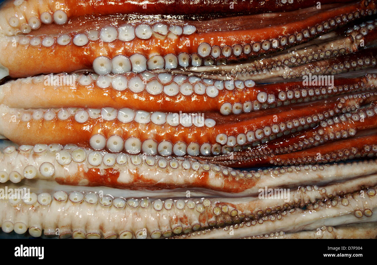 Close-up of a large fresh octopus on a traditional fish market in Seoul, South Korea Stock Photo