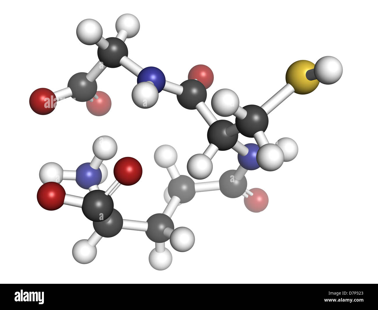 Glutathione antioxidant, molecular model. Atoms are represented as spheres with conventional color coding Stock Photo - Alamy Glutathione antioxidant, molecular model. Atoms are represented as spheres with conventional color coding Stock Photo - Alamy