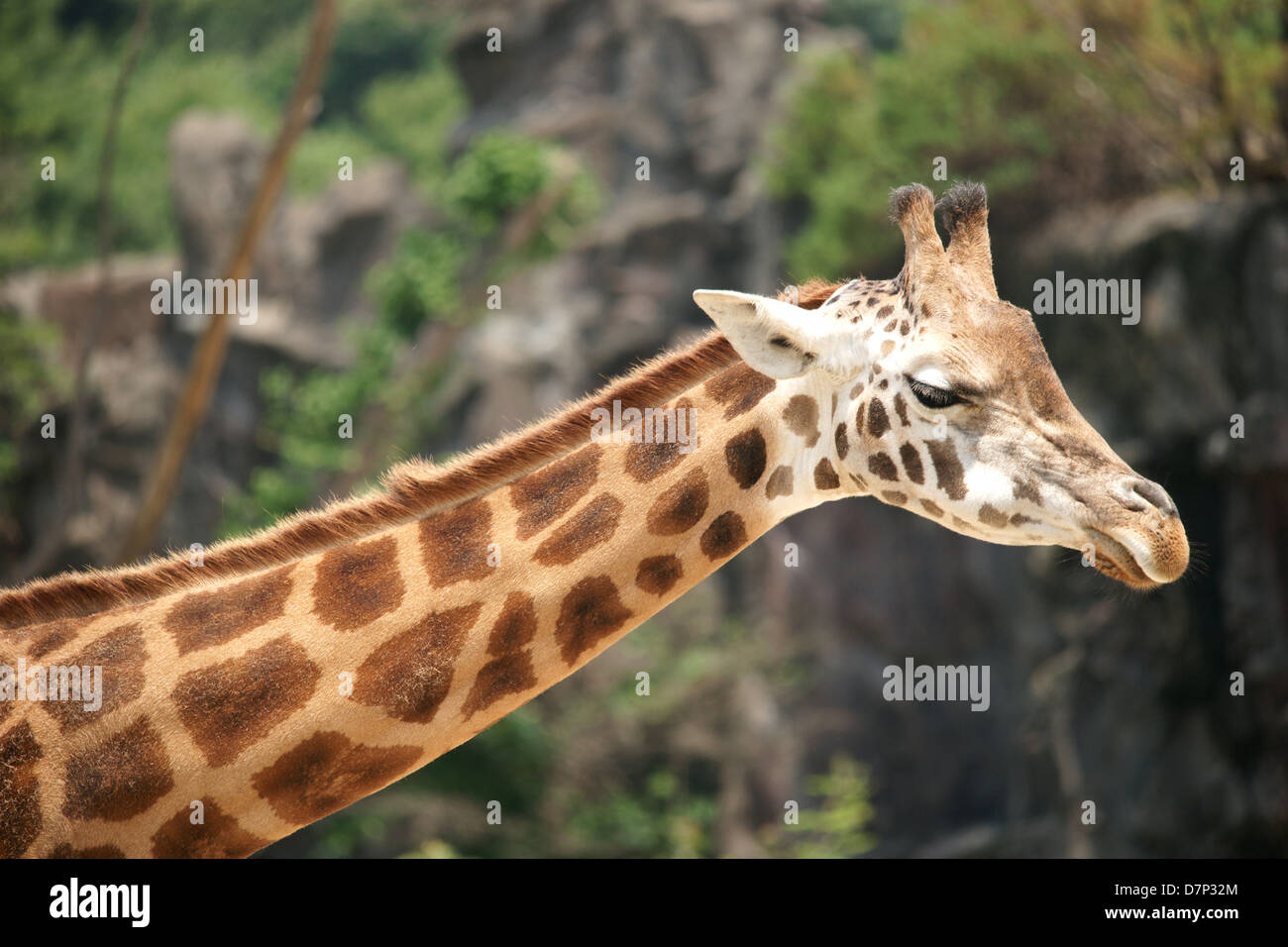 Head shot of a giraffe. Stock Photo