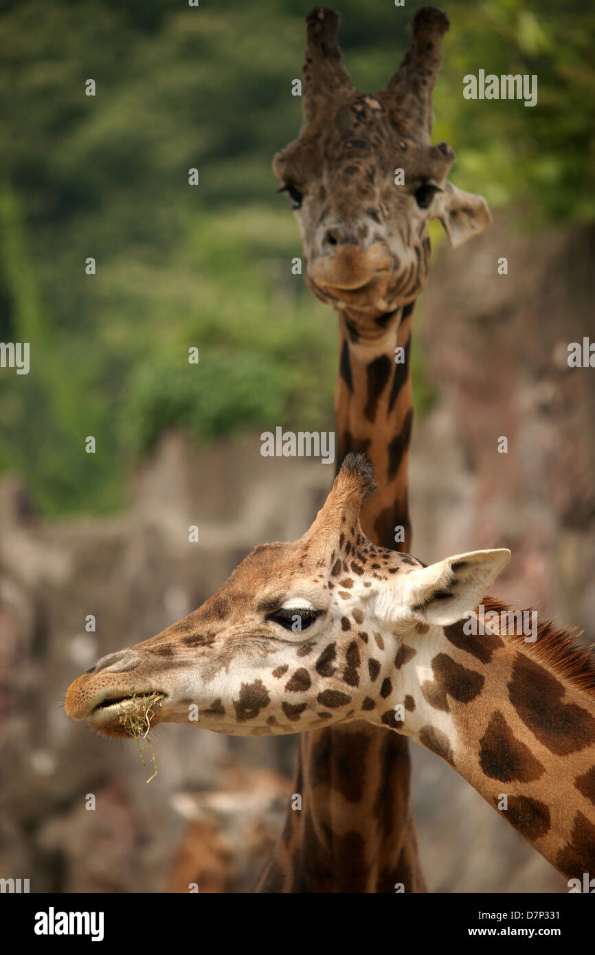 Head shots of two giraffes Stock Photo