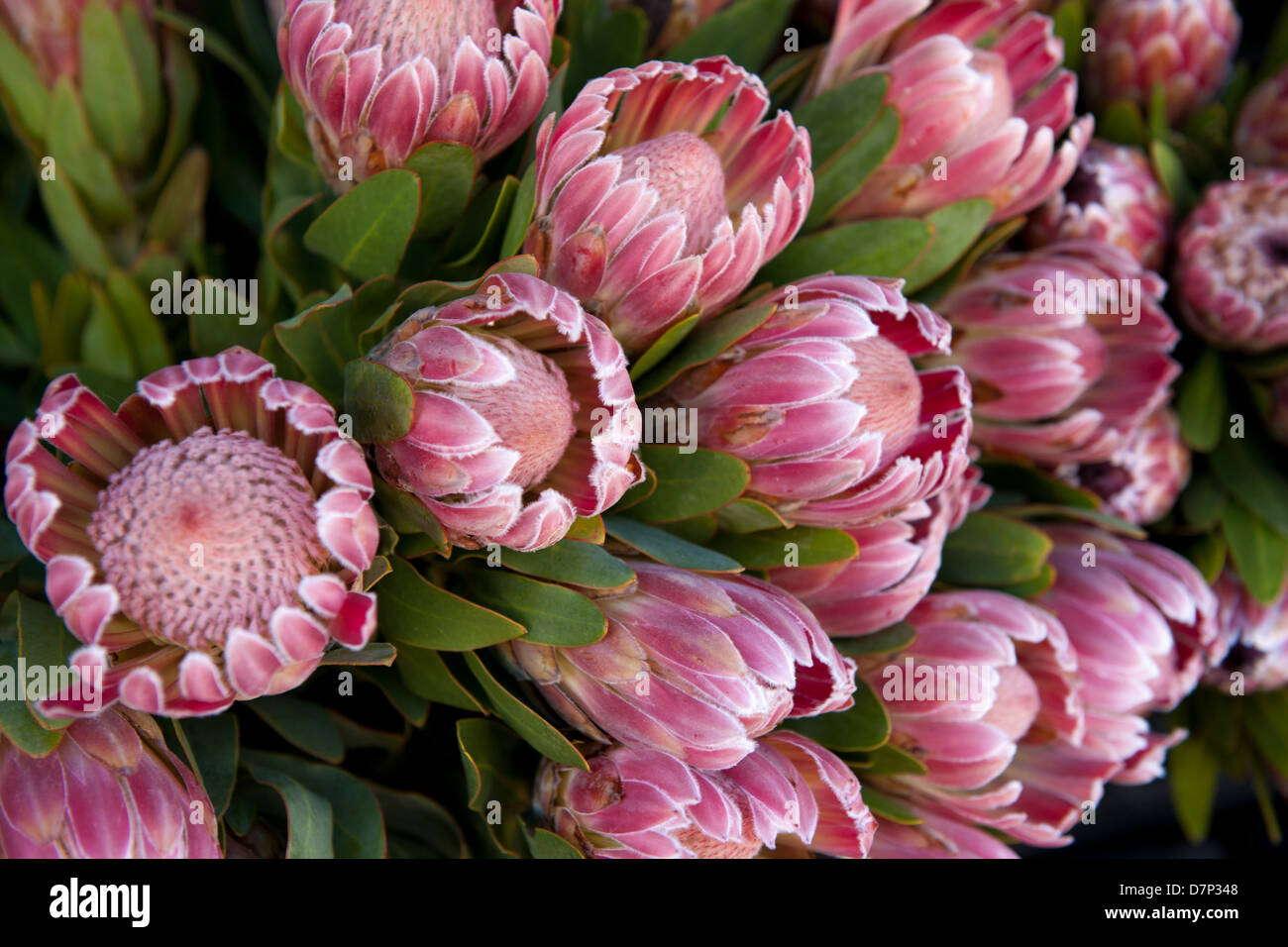 Proteas for sale at Trafalgar Place, Cape Town, South Africa Stock