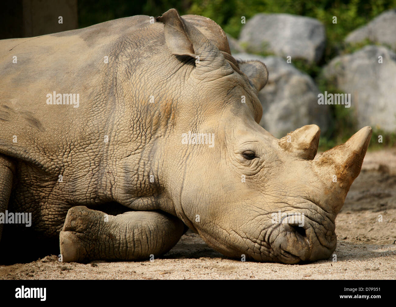 Head shot of sleeping rhinoceros Stock Photo