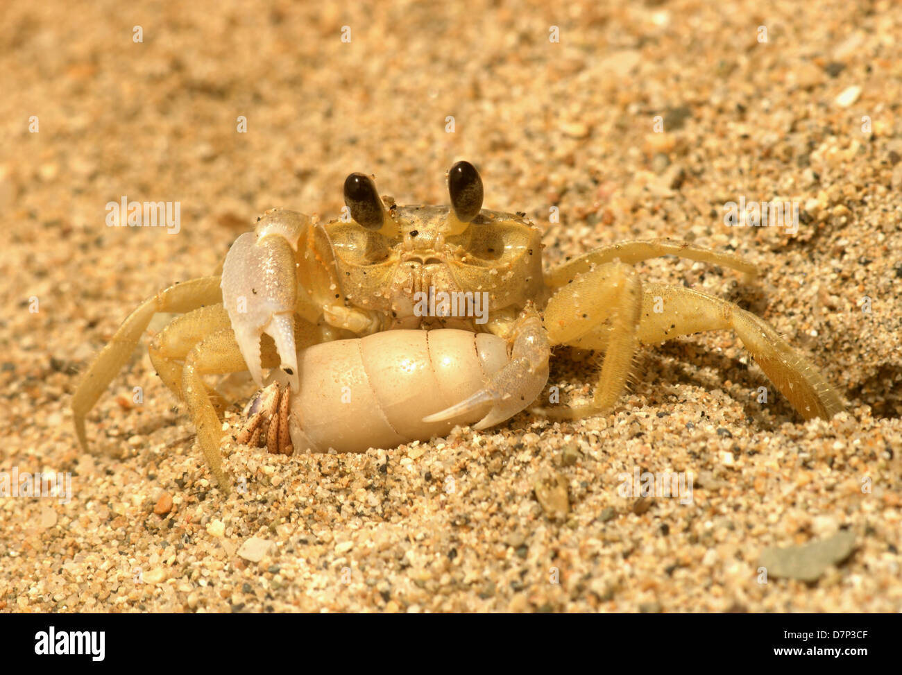 Yellow ghost crab with its victim: hermit crab. Sand. Stock Photo