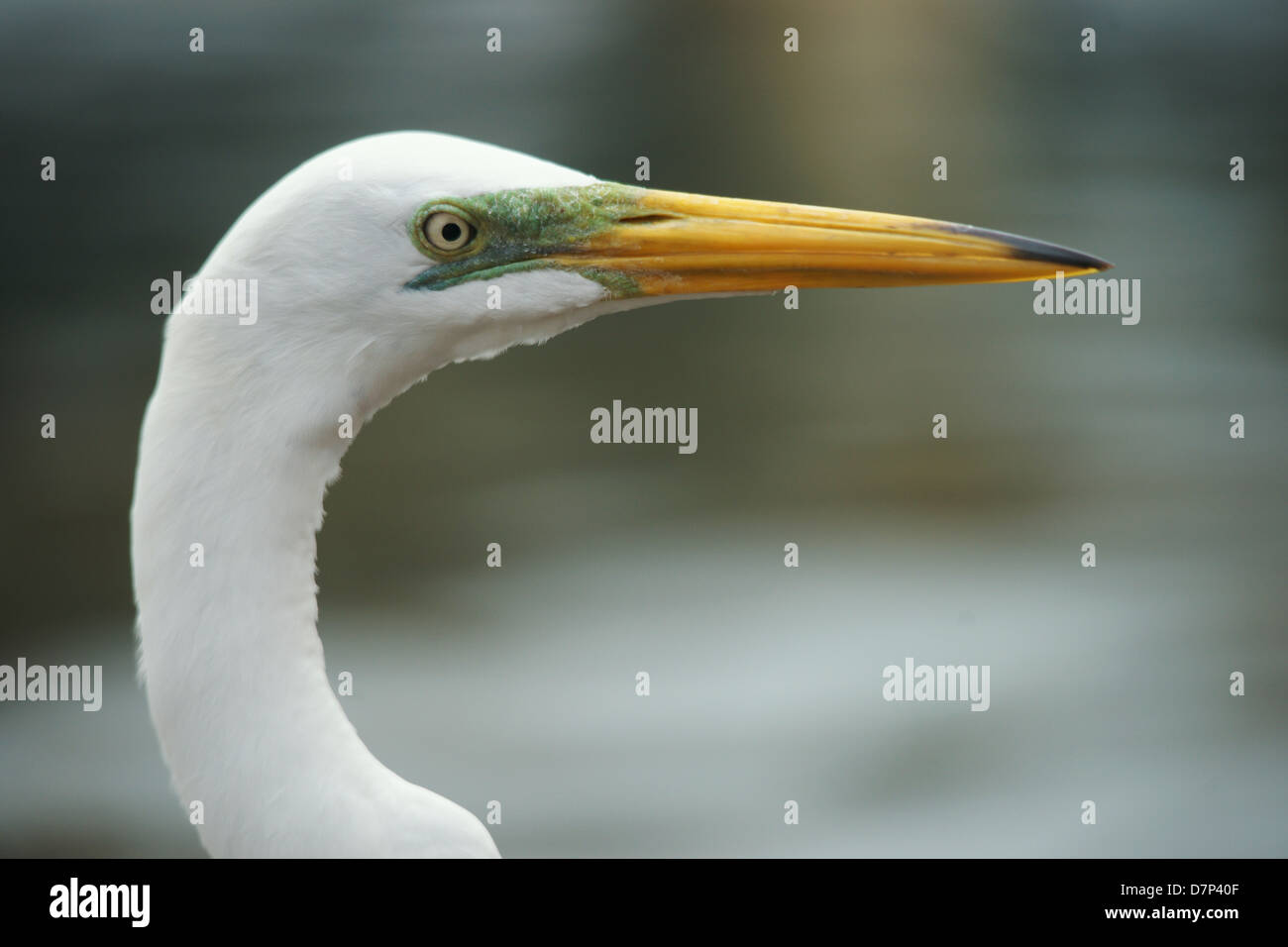 Headshot of a white egret Stock Photo