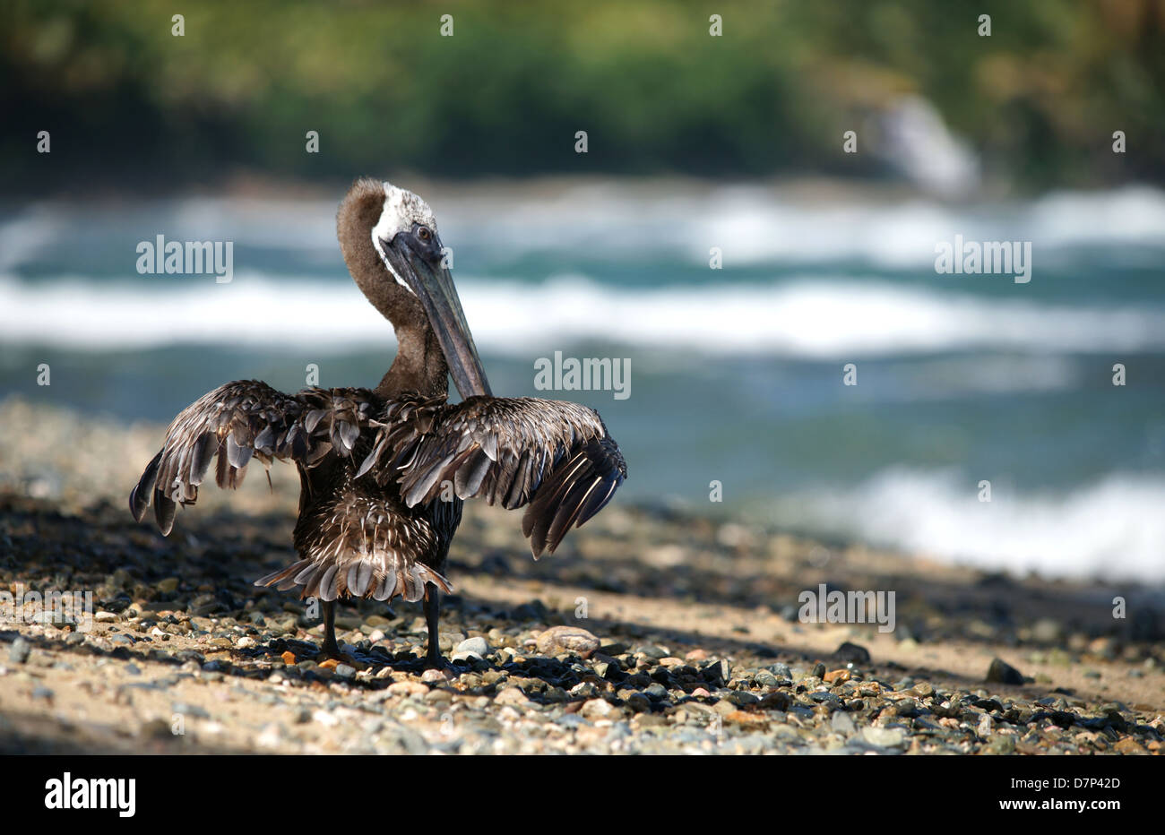 Back shot of a pelican drying feathers on the beach Stock Photo