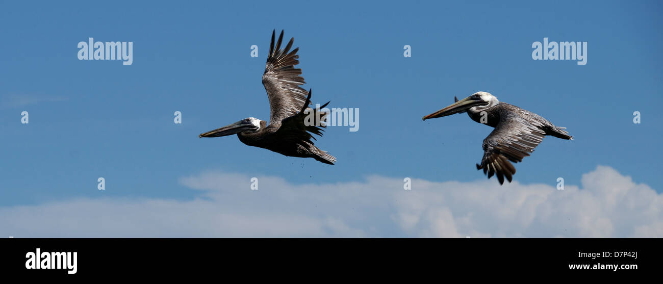 Two pelicans flying. Blue sky. Stock Photo
