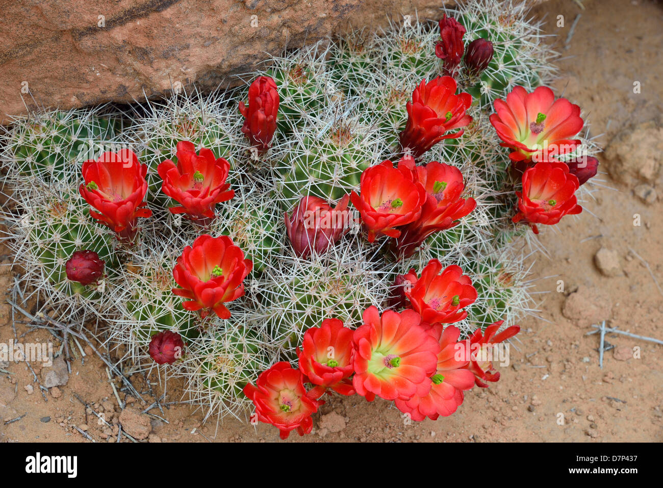 Red cactus flowers. Arches National Park, Moab, Utah, USA. Stock Photo