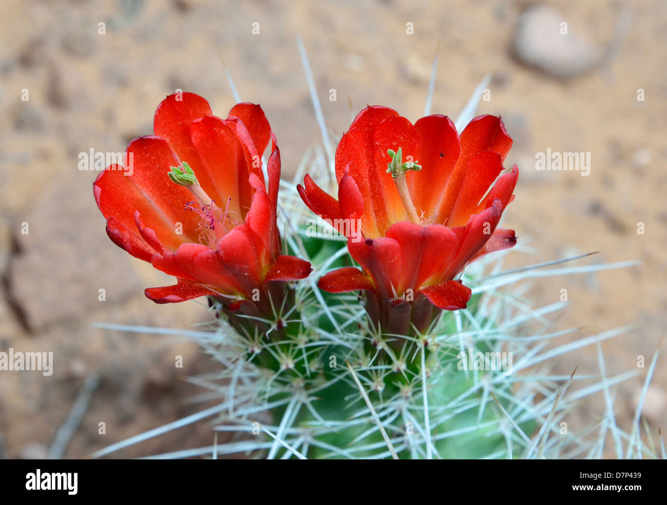 Red cactus flowers. Arches National Park, Moab, Utah, USA. Stock Photo
