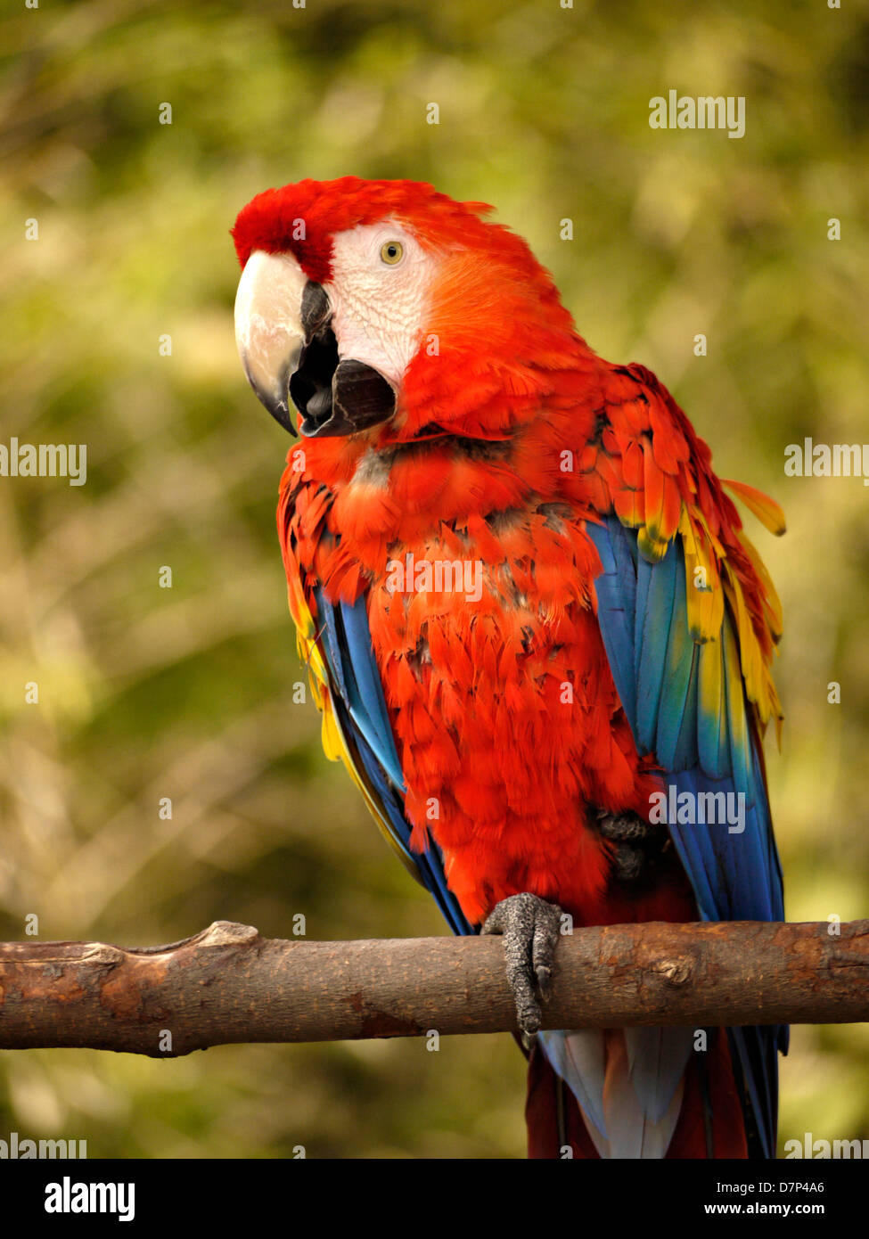 A green winged macaw sits on a perch. Stock Photo