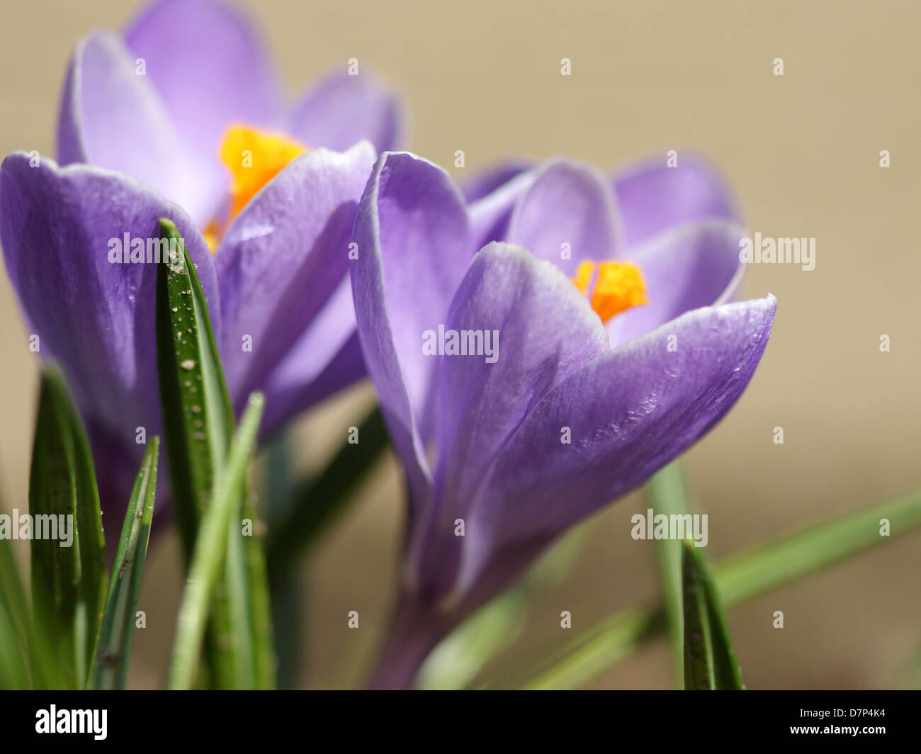 Closeup of violet crocus in a garden. Spring. Stock Photo
