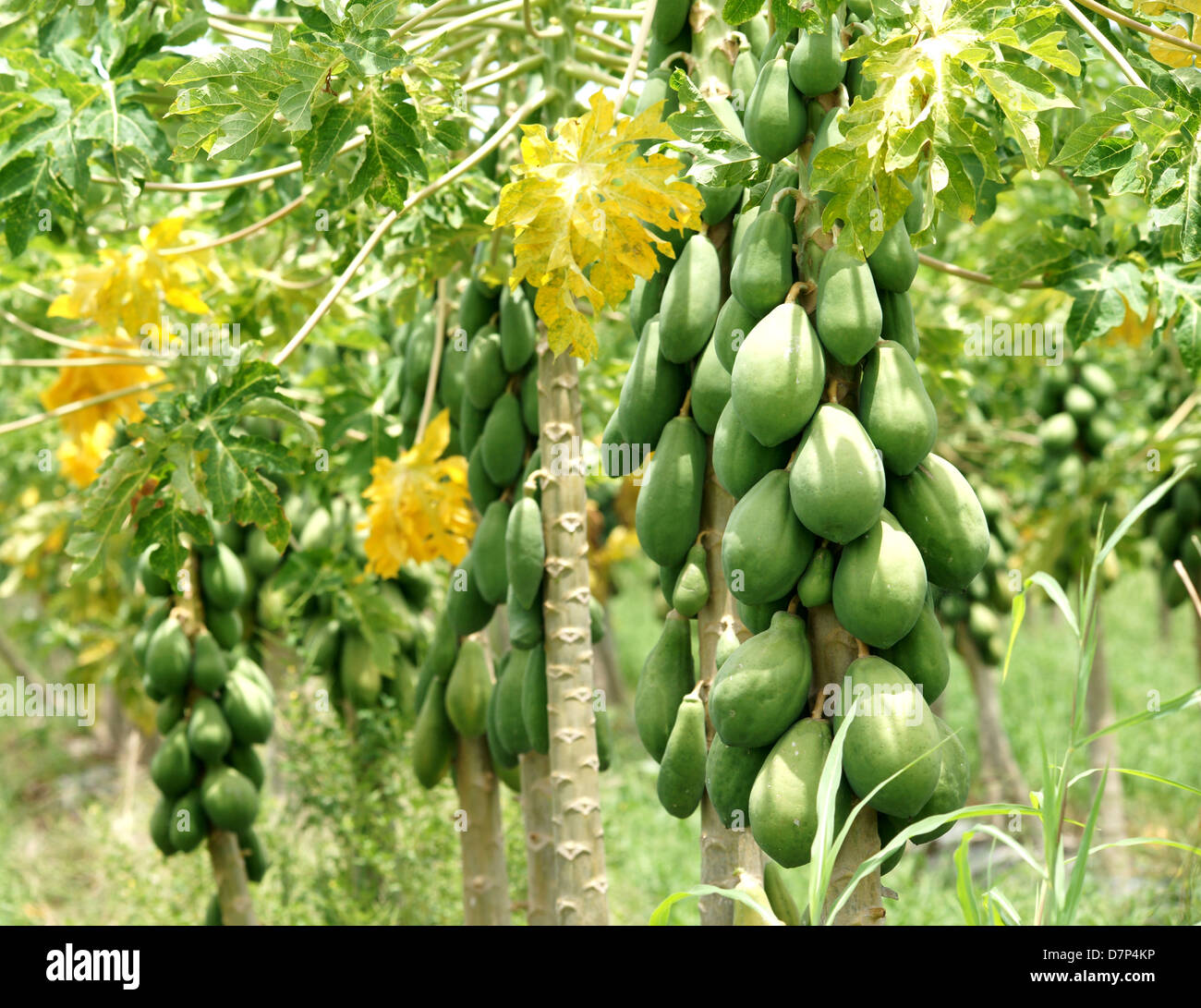 Papaya trees. Plantation. Green Stock Photo