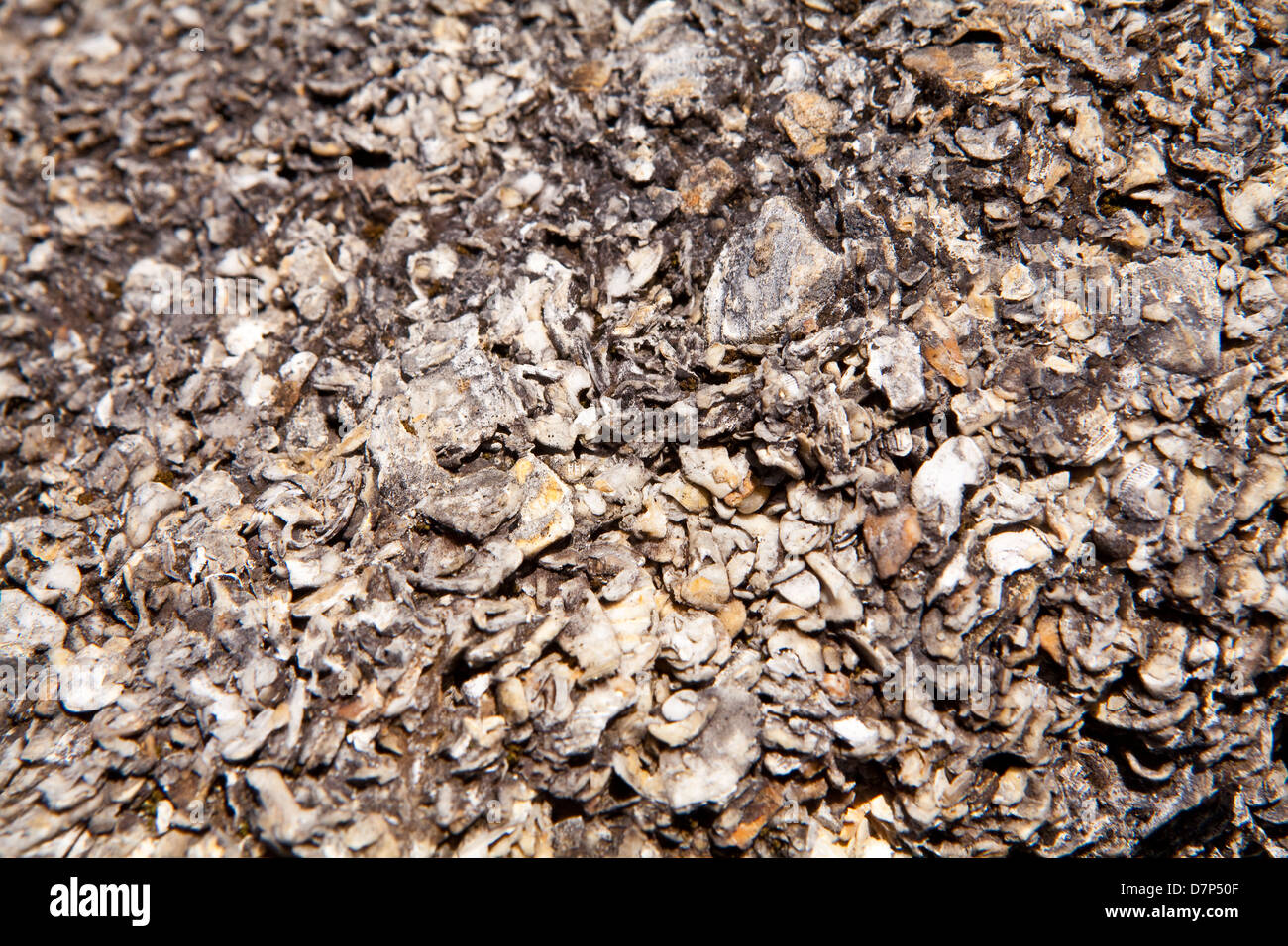 Details of the Castillo de San Marcos Fort coquina stone wall is