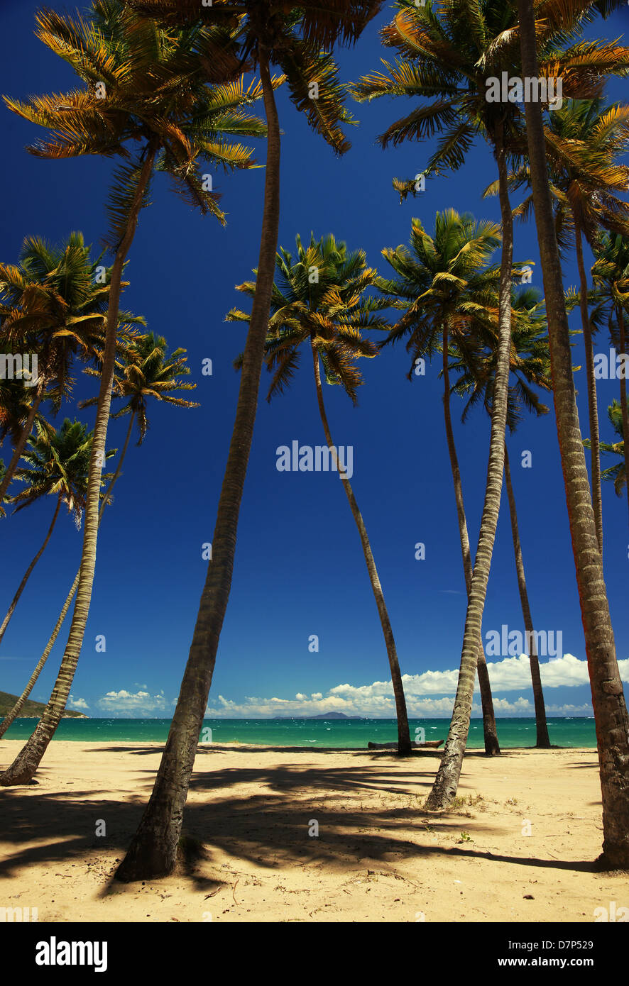 Coconut palm trees on a tropical beach. Puerto Rico, Central America. Caribbean Stock Photo