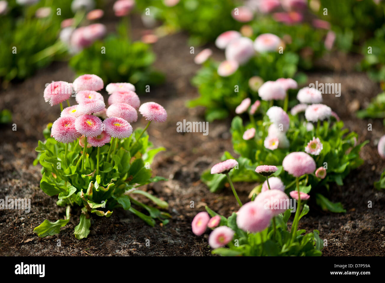 Pink Bellis perennis pomponette called daisy Stock Photo